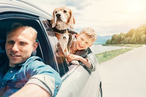 Hundefreundliche Unterkünfte - Sommerurlaub mit Hund erleben!