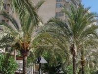 Urlaub Reisen
 Spanien Balearen El Arenal
