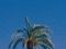 Urlaub Reisen
 Spanien Balearen Playa de Palma Hotel Oleander.